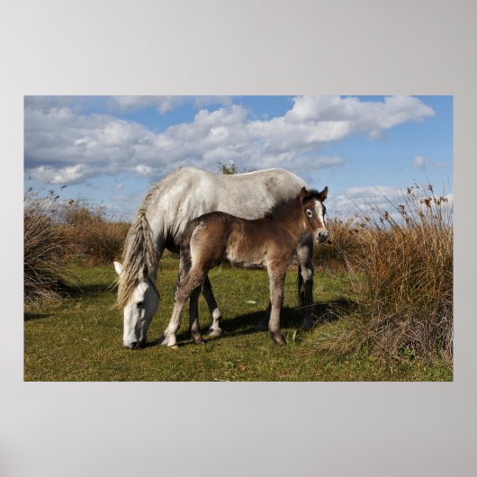 Camargue Horse Foal met moeder Poster (Voorkant)