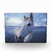 Camargue Horse Fotoblokken (Voorkant)