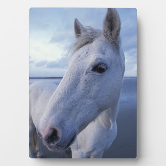 Camargue Horse Fotoplaat (voorkant)