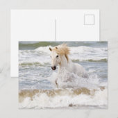 Camargue Horse in het Surf Briefkaart (Voorkant / Achterkant)