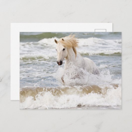 Camargue Horse in het Surf Briefkaart (Voorkant / Achterkant)