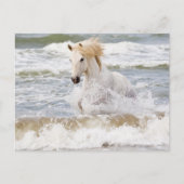 Camargue Horse in het Surf Briefkaart (Voorkant)