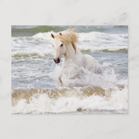 Camargue Horse in het Surf Briefkaart (Voorkant)