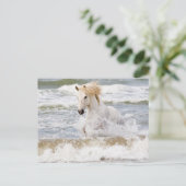 Camargue Horse in het Surf Briefkaart (Staand voorkant)