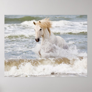 Camargue Horse in het Surf Poster