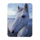 Camargue Horse Magneet (Verticaal)