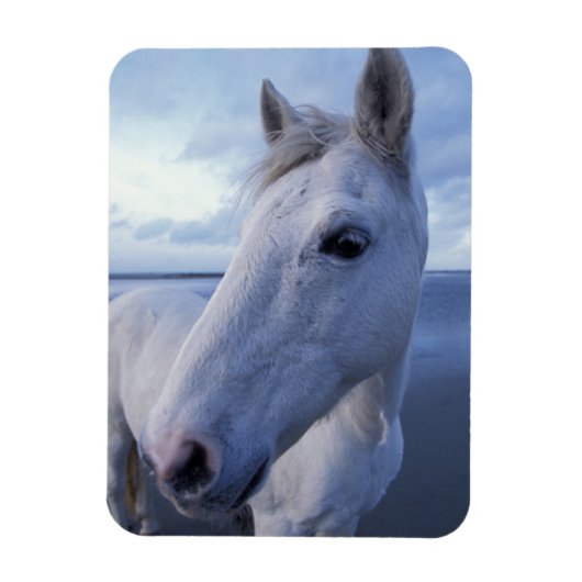 Camargue Horse Magneet (Verticaal)