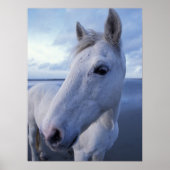 Camargue Horse Poster (Voorkant)