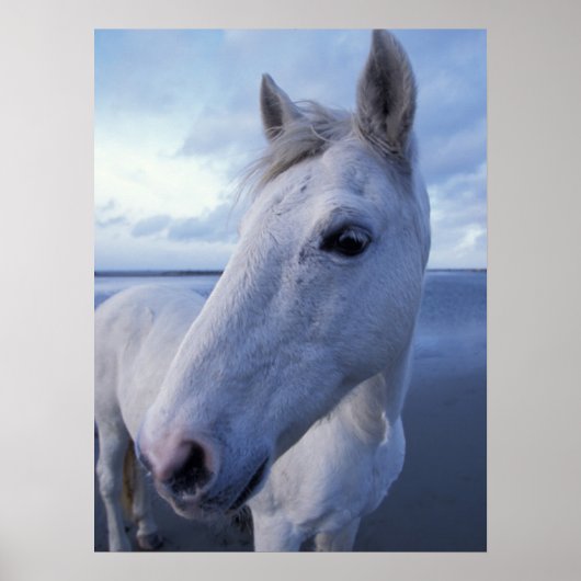 Camargue Horse Poster (Voorkant)