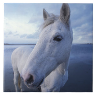 Camargue Horse Tegeltje