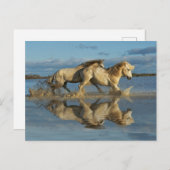 Camargue Horses and Reflection, Southern France Briefkaart (Voorkant / Achterkant)