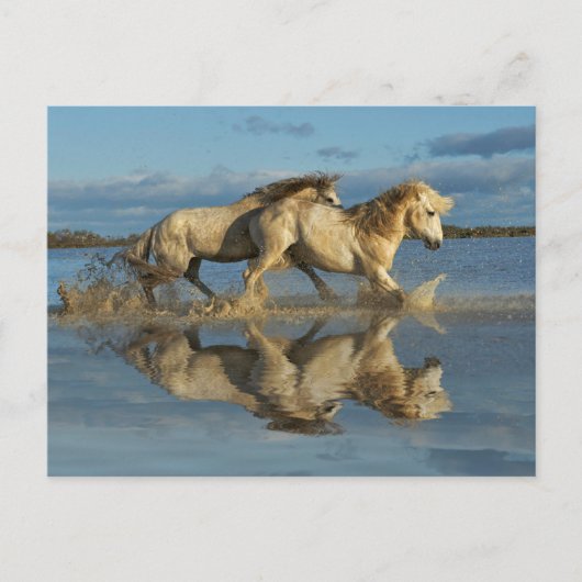 Camargue Horses and Reflection, Southern France Briefkaart (Voorkant)