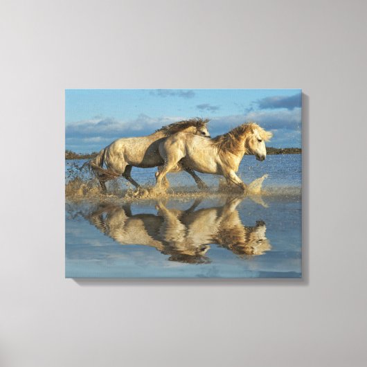 Camargue Horses and Reflection, Southern France Canvas Afdruk (Voorkant)