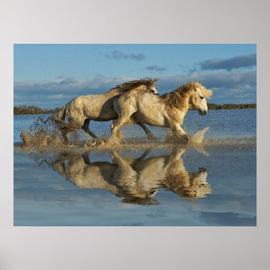 Camargue Horses and Reflection, Southern France Poster (Voorkant)