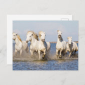 Camargue Horses Briefkaart (Voorkant / Achterkant)