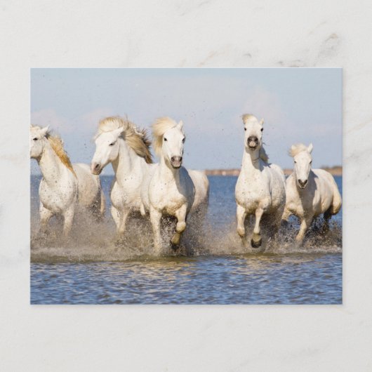 Camargue Horses Briefkaart (Voorkant)