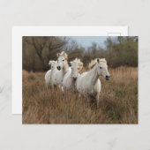 Camargue Horses die lopen Briefkaart (Voorkant / Achterkant)