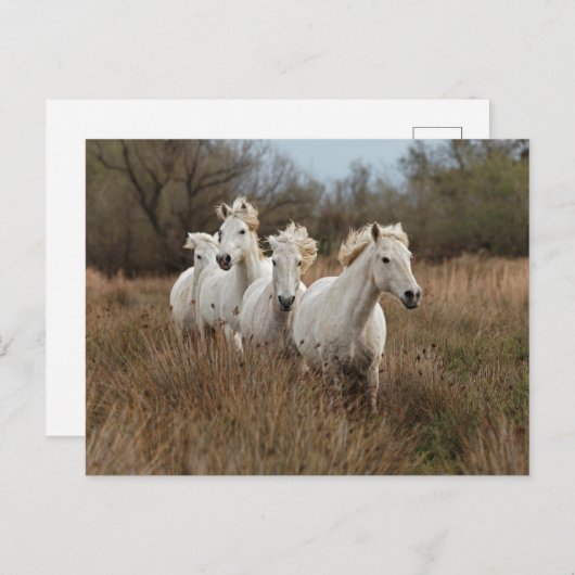 Camargue Horses die lopen Briefkaart (Voorkant / Achterkant)