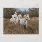Camargue Horses die lopen Briefkaart (Voorkant)