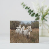 Camargue Horses die lopen Briefkaart (Staand voorkant)