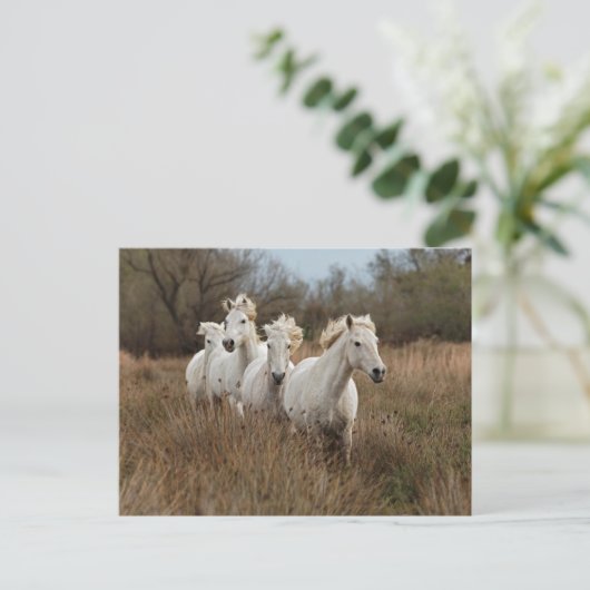 Camargue Horses die lopen Briefkaart (Staand voorkant)
