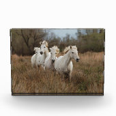 Camargue Horses die lopen Fotoblokken (Voorkant)