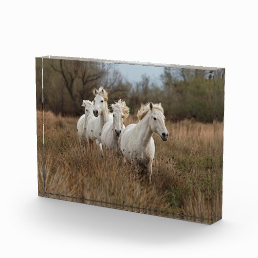 Camargue Horses die lopen Fotoblokken (Rechts)