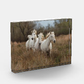 Camargue Horses die lopen Fotoblokken (Links)