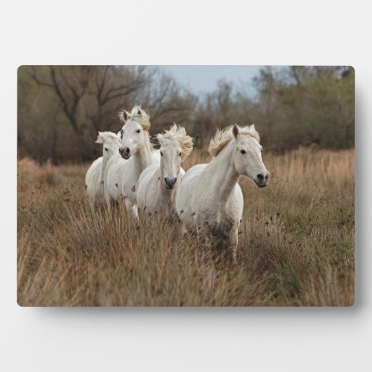 Camargue Horses die lopen Fotoplaat (voorkant)