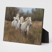 Camargue Horses die lopen Fotoplaat (Zijkant)