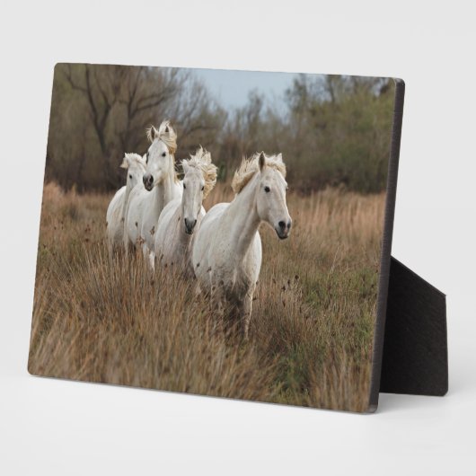 Camargue Horses die lopen Fotoplaat (Zijkant)