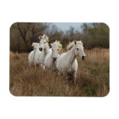 Camargue Horses die lopen Magneet (Horizontaal)