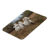 Camargue Horses die lopen Magneet (Linkerzijde)