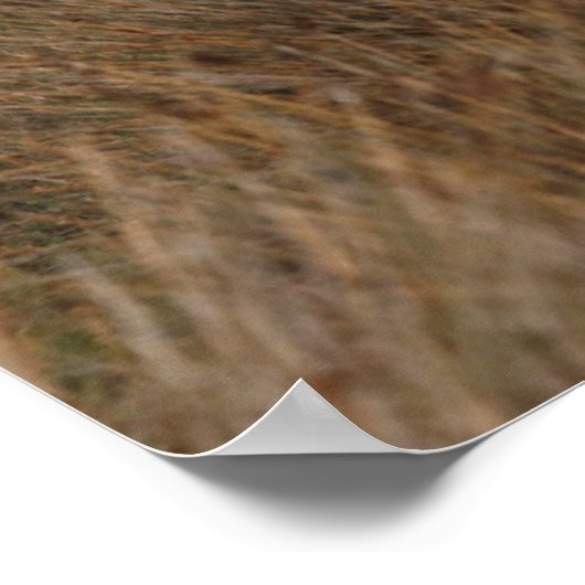 Camargue Horses die lopen Poster (Hoek)