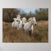 Camargue Horses die lopen Poster (Voorkant)