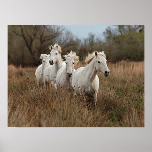 Camargue Horses die lopen Poster (Voorkant)