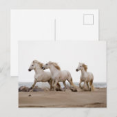 Camargue Horses die op het strand lopen Briefkaart (Voorkant / Achterkant)