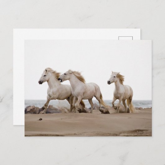 Camargue Horses die op het strand lopen Briefkaart (Voorkant / Achterkant)