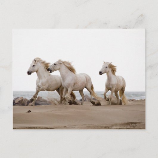 Camargue Horses die op het strand lopen Briefkaart (Voorkant)