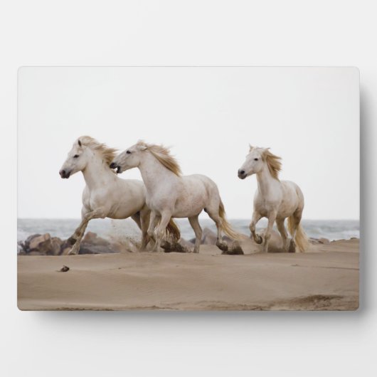 Camargue Horses die op het strand lopen Fotoplaat (voorkant)