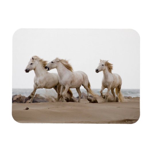 Camargue Horses die op het strand lopen Magneet (Horizontaal)