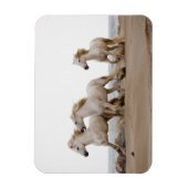 Camargue Horses die op het strand lopen Magneet (Verticaal)