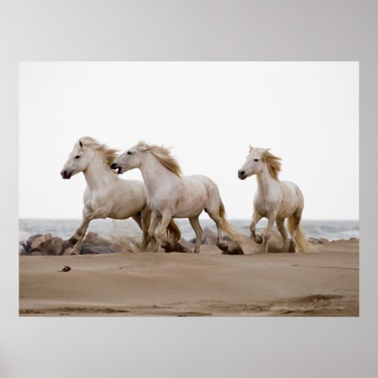 Camargue Horses die op het strand lopen Poster (Voorkant)