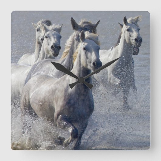 Camargue horses running on marshland to cross vierkante klok (Voorkant)