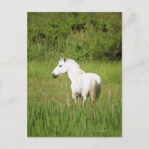 Camargue-paard in de Alpes Cote d'Azur van de Briefkaart