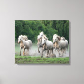 Camargue-paarden die in water lopen canvas afdruk (Voorkant)