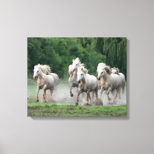 Camargue-paarden die in water lopen canvas afdruk (Voorkant)