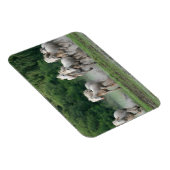 Camargue-paarden die in water lopen magneet (Rechterzijde)