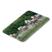 Camargue-paarden die in water lopen magneet (Linkerzijde)