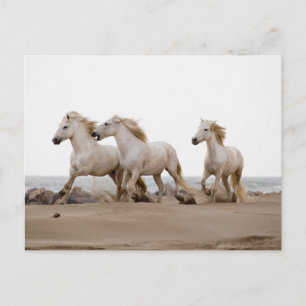 Camargue-paarden die op het strand rennen briefkaart